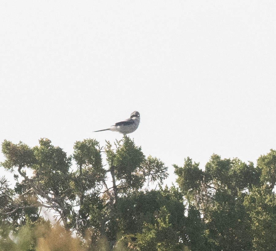 Loggerhead Shrike - Bob Foehring