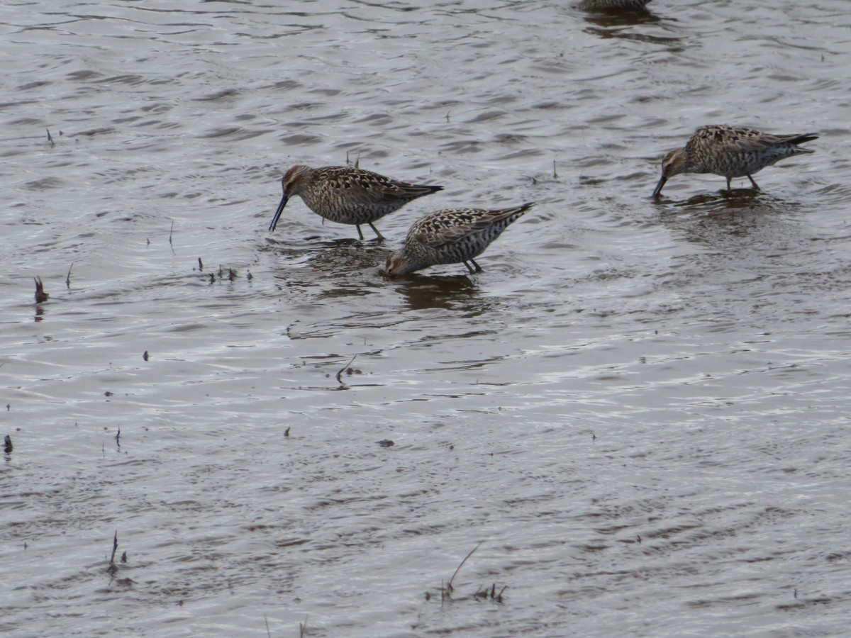 Stilt Sandpiper - David Forbes