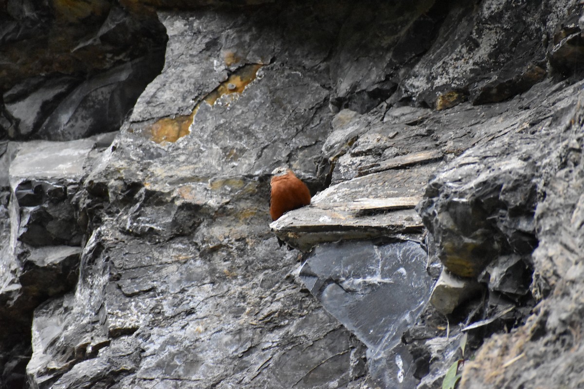 Cliff Flycatcher - Nino Arteaga Koo