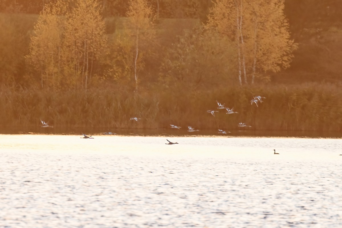 Red-breasted Merganser - Valery Treitsiak