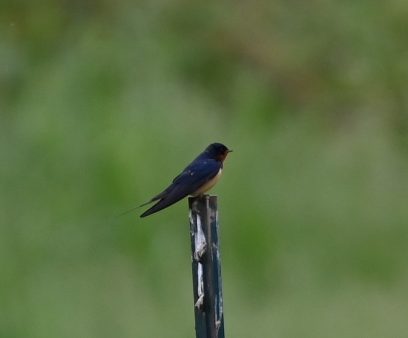 Barn Swallow - Ralph Erickson