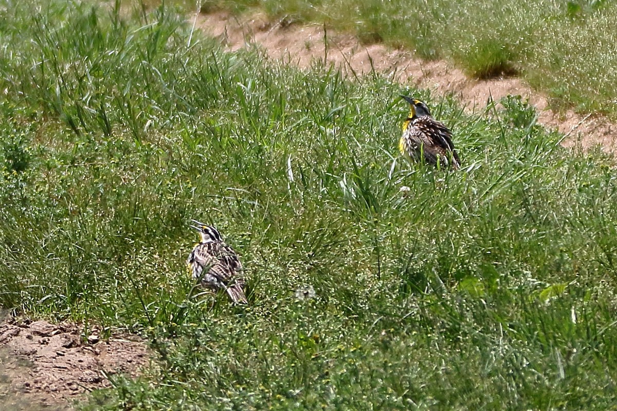 Eastern Meadowlark - John Manger