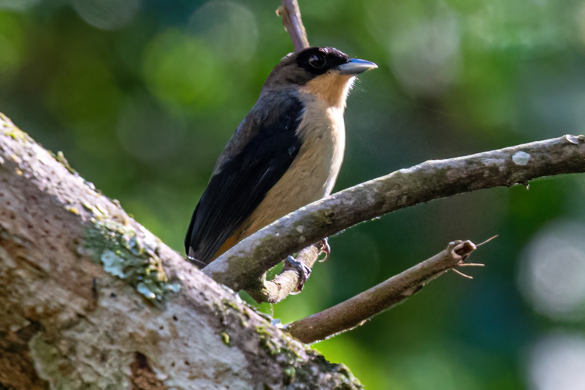 Black-goggled Tanager - Kurt Gaskill