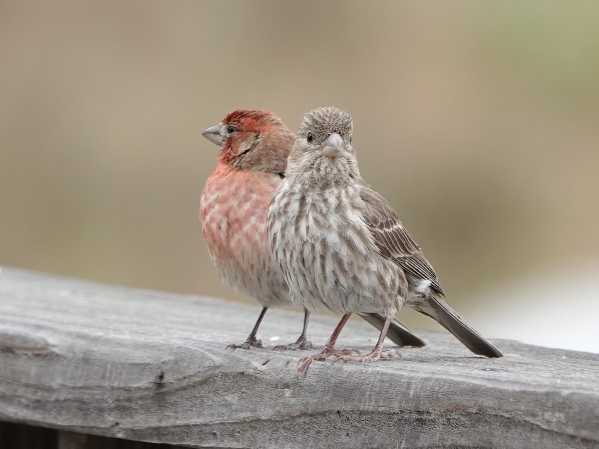 House Finch - Andrea Bruce