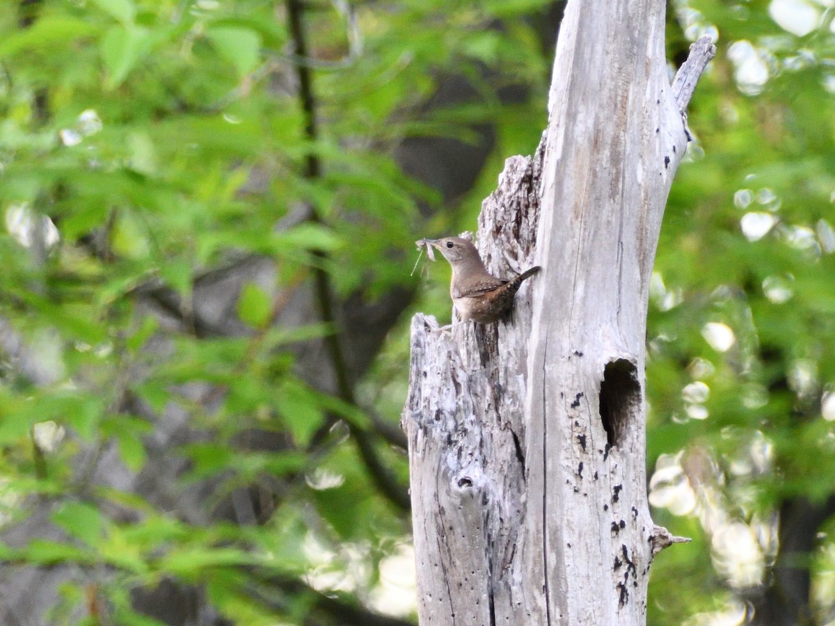 House Wren - Paul Barrette