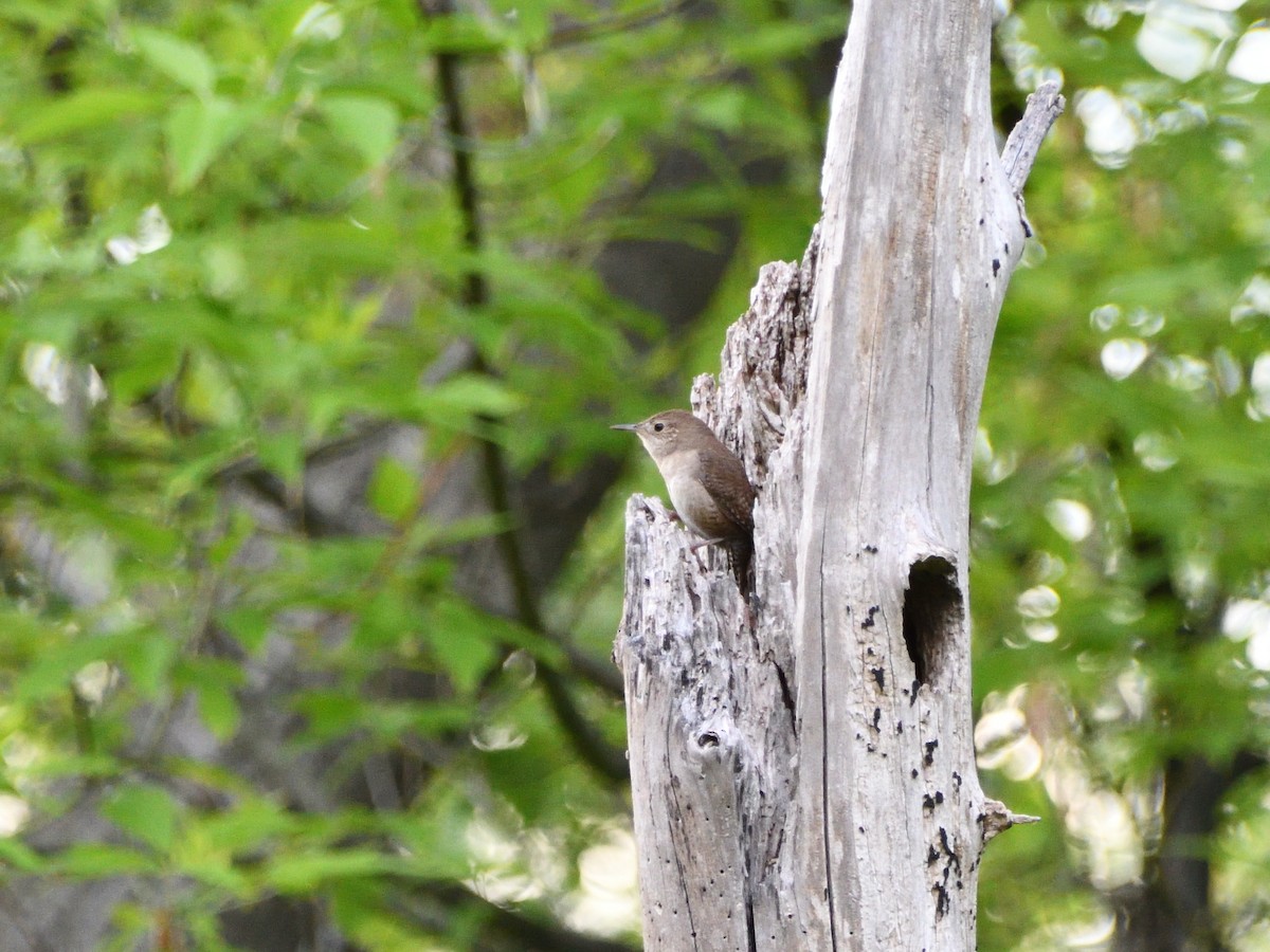 House Wren - Paul Barrette