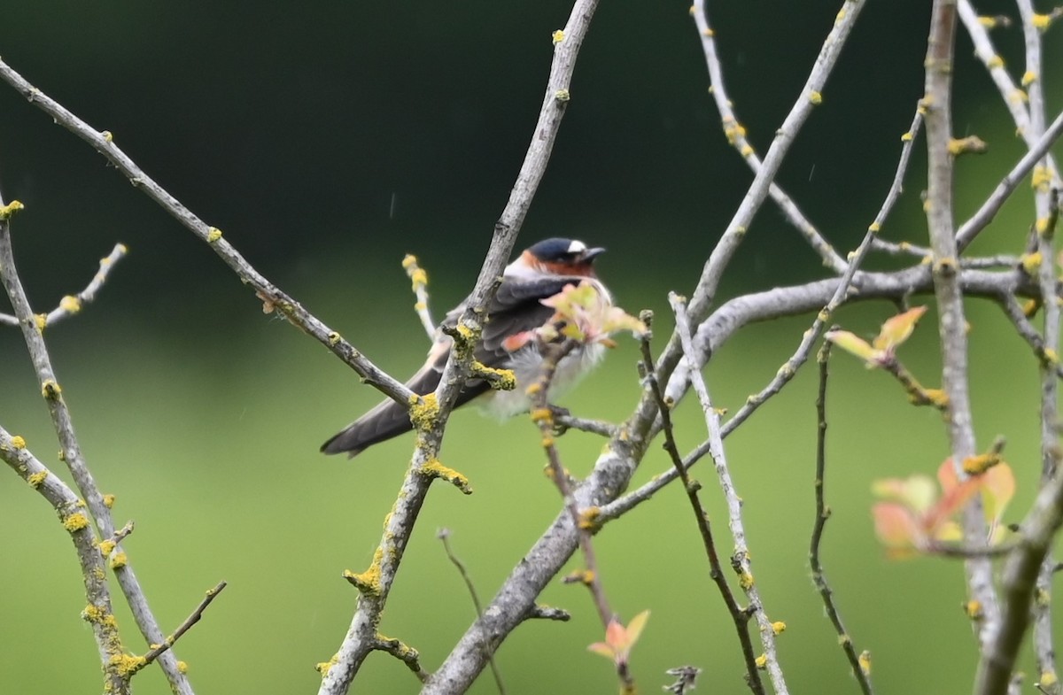 Cliff Swallow - Ralph Erickson