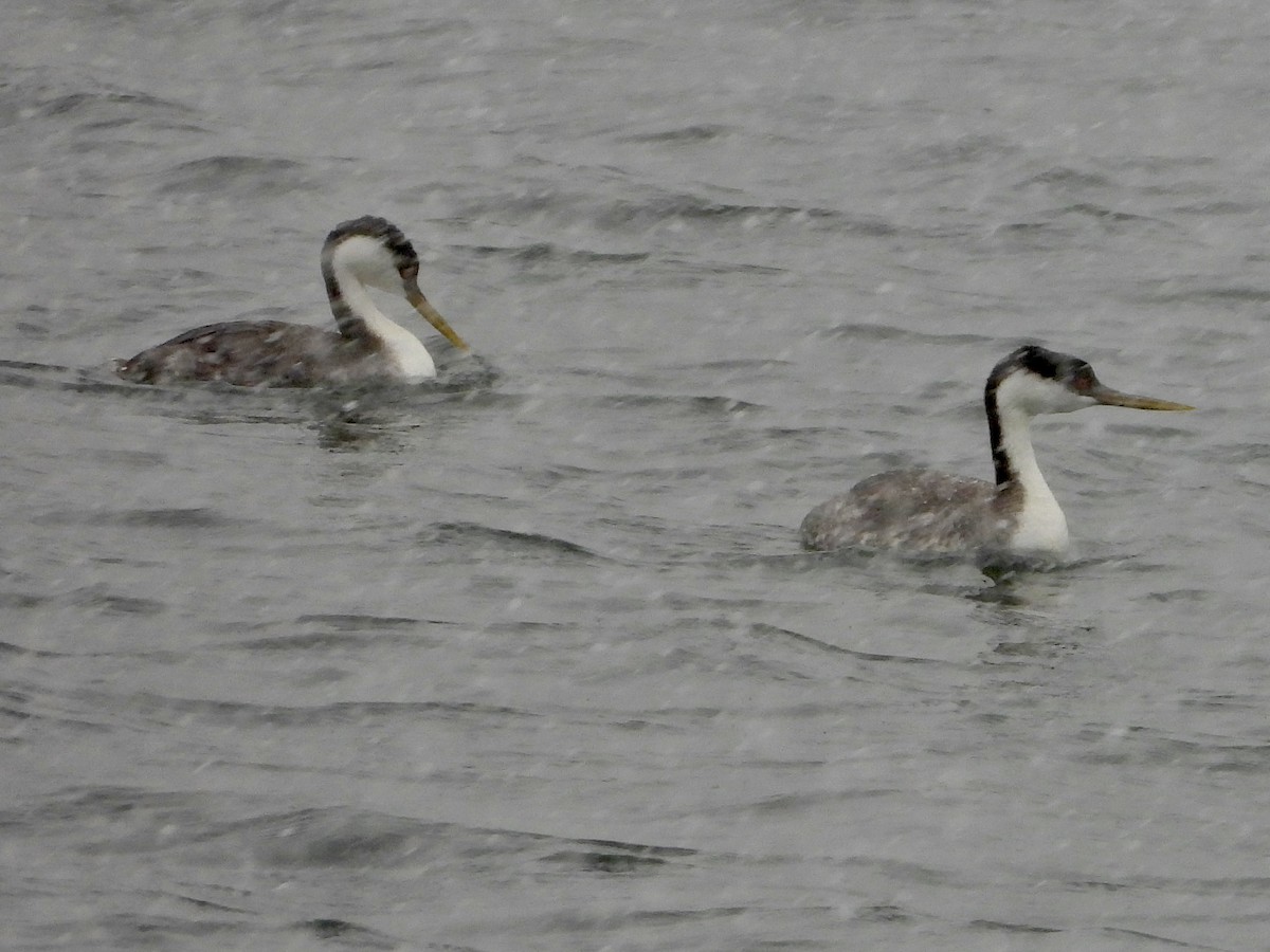 Western Grebe - Katie Conlin