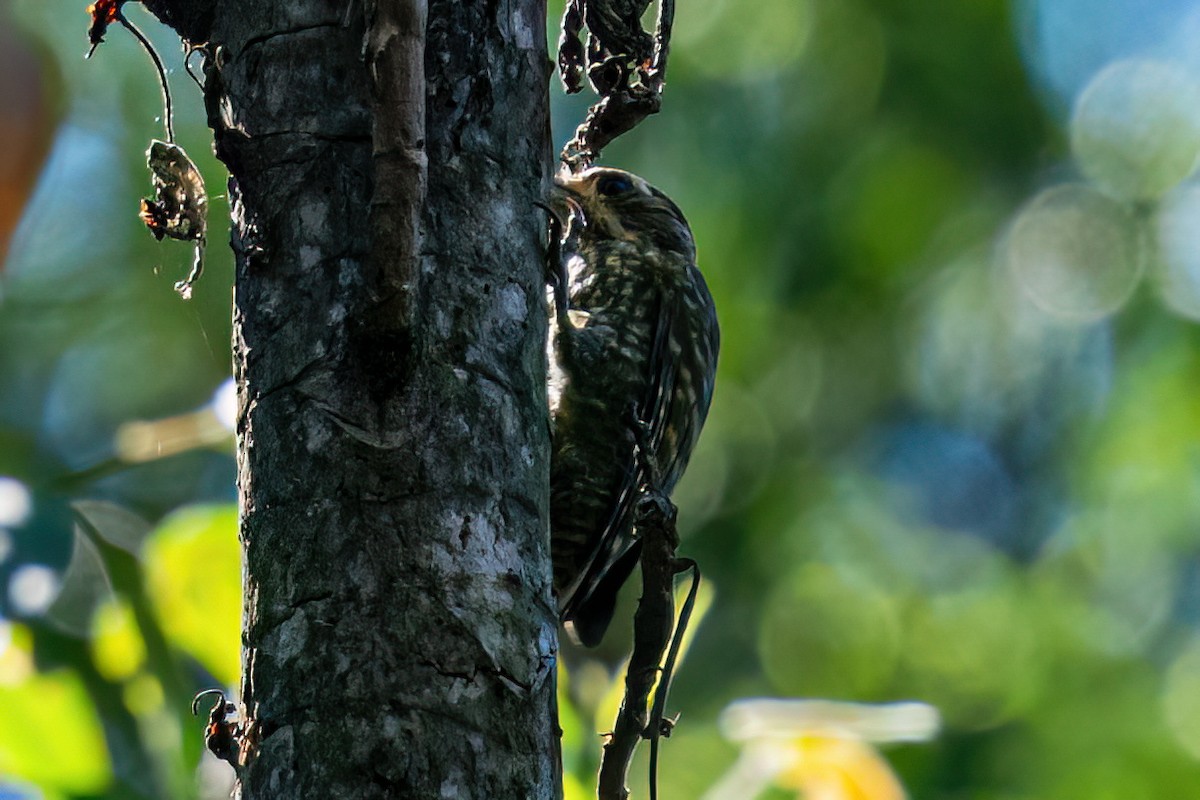 White-spotted Woodpecker - Kurt Gaskill