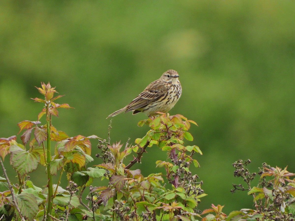 Meadow Pipit - Haydee Huwel