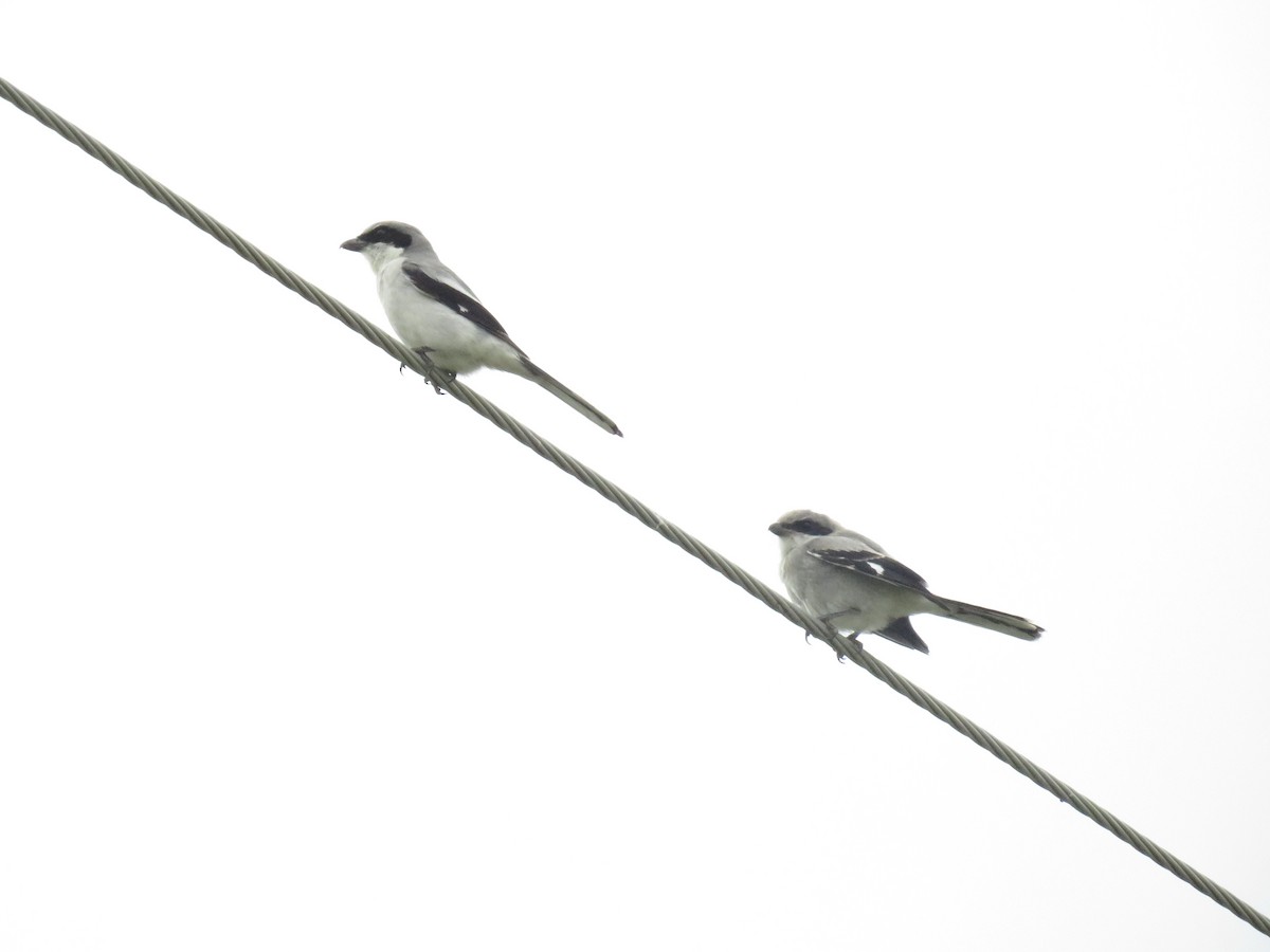 Loggerhead Shrike - Eric Cormier