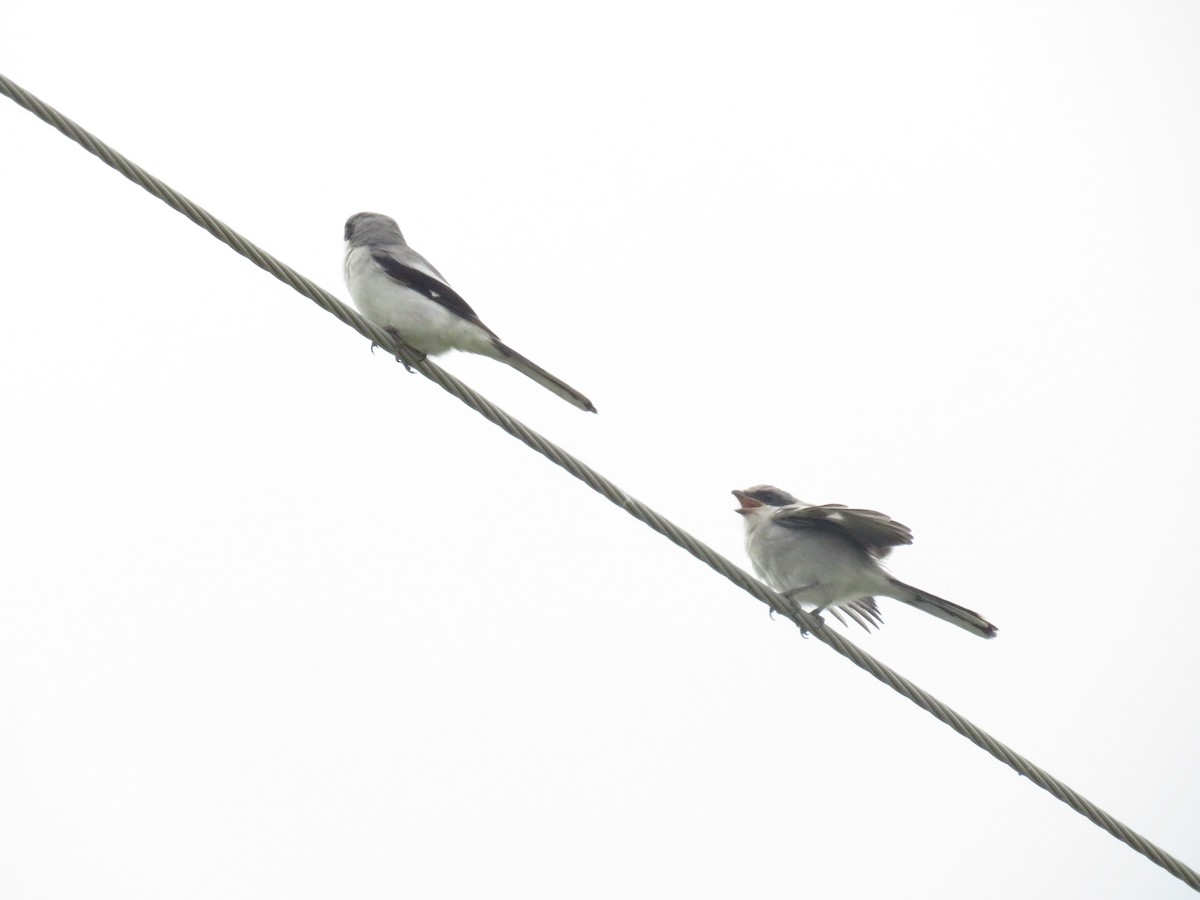 Loggerhead Shrike - Eric Cormier