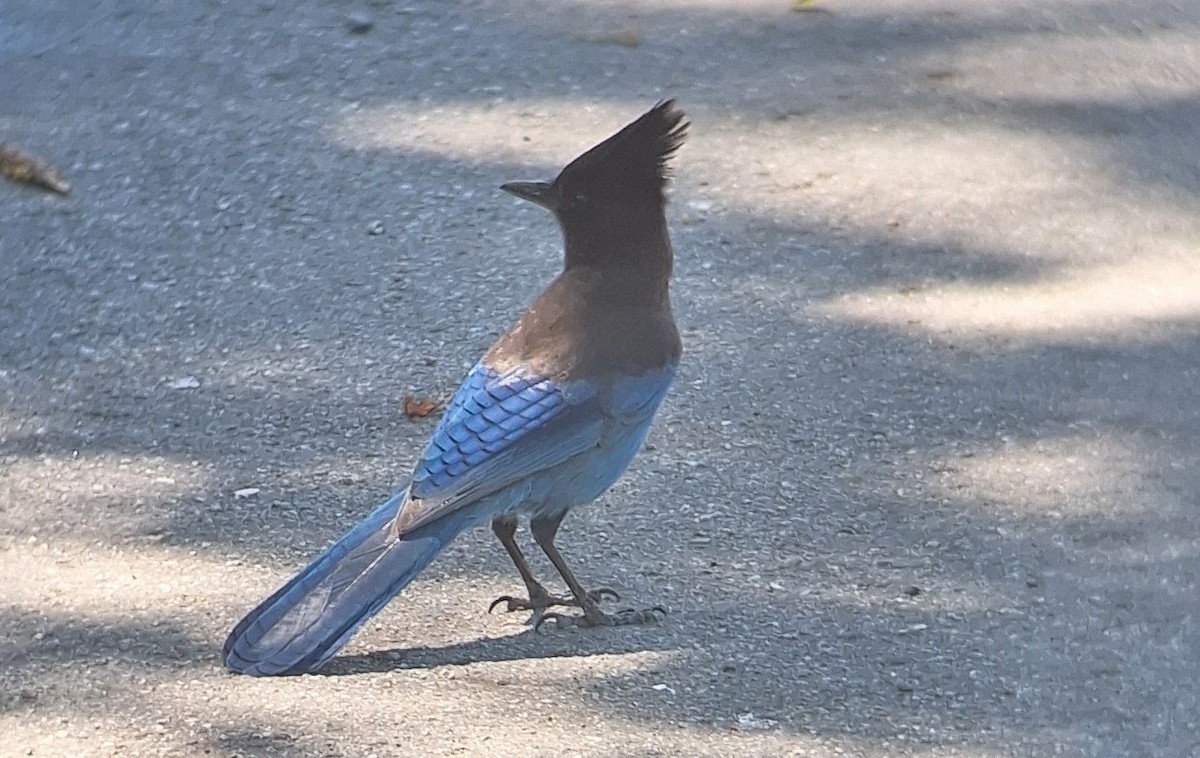 Steller's Jay - Emily Clayton