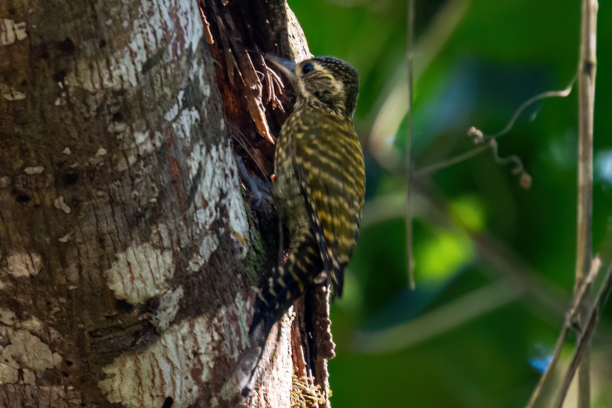 White-spotted Woodpecker - Kurt Gaskill