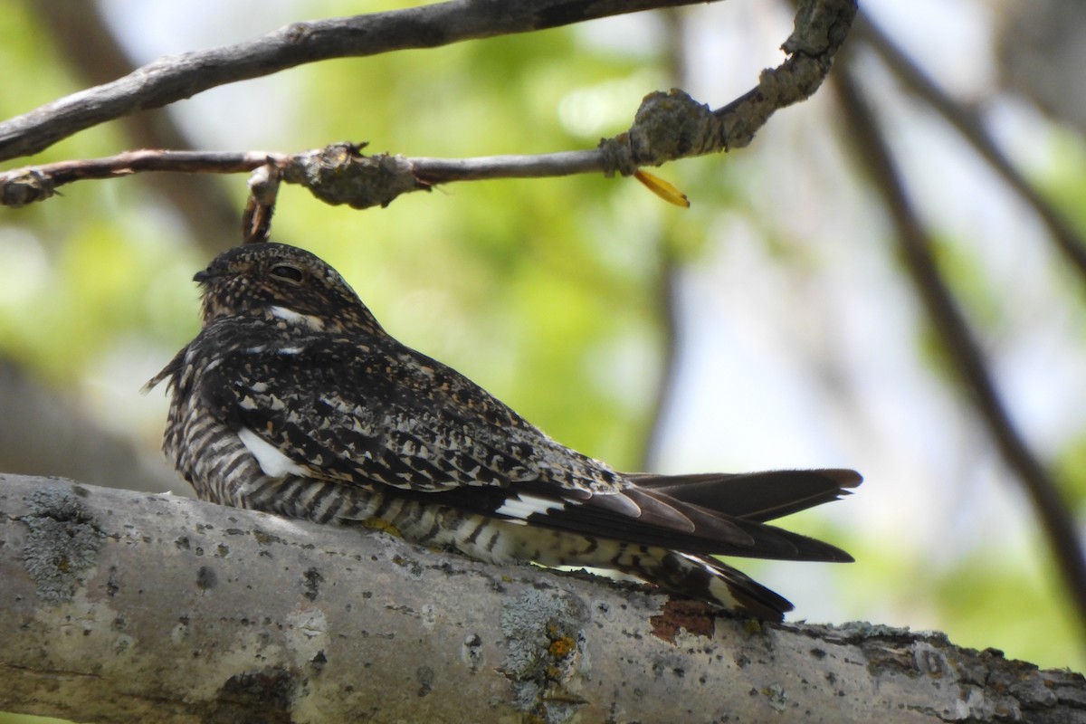 Common Nighthawk - Zoey Magner