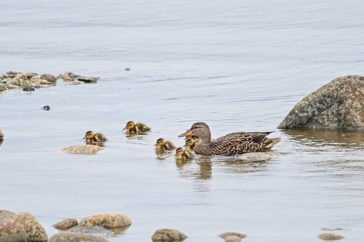 Mallard - Serg Tremblay