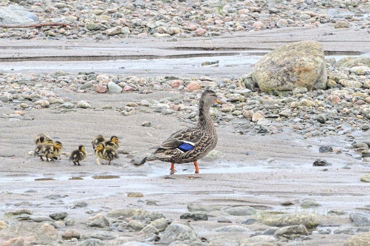 Mallard - Serg Tremblay