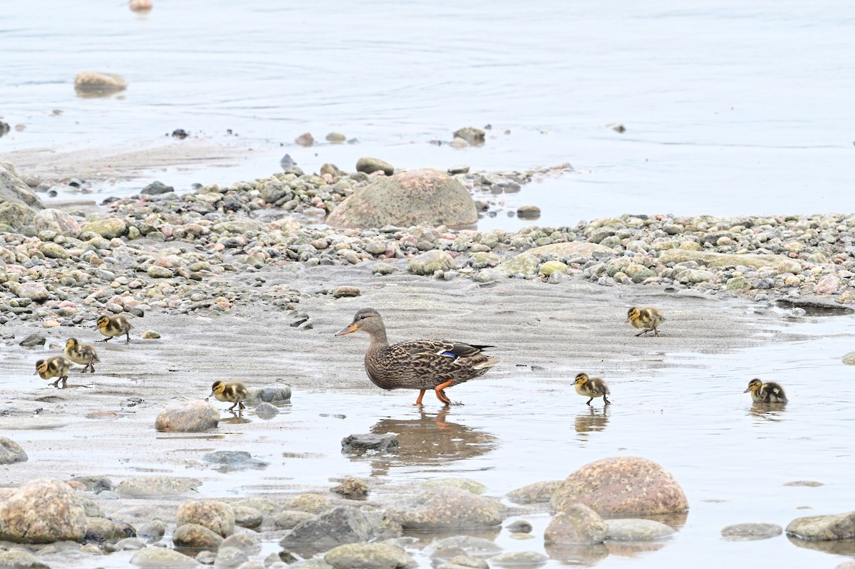 Mallard - Serg Tremblay