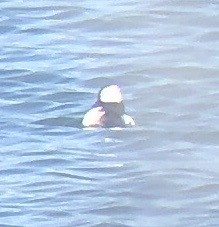 Bufflehead - ML619541853