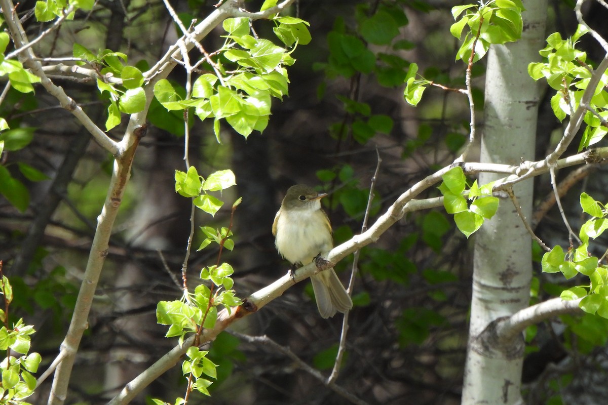 Least Flycatcher - Zoey Magner