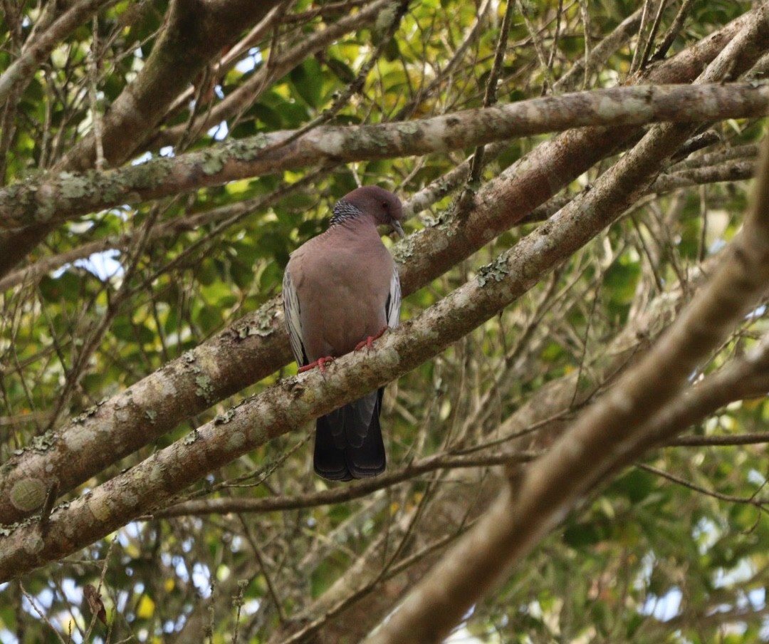 Picazuro Pigeon - Rubélio Souza