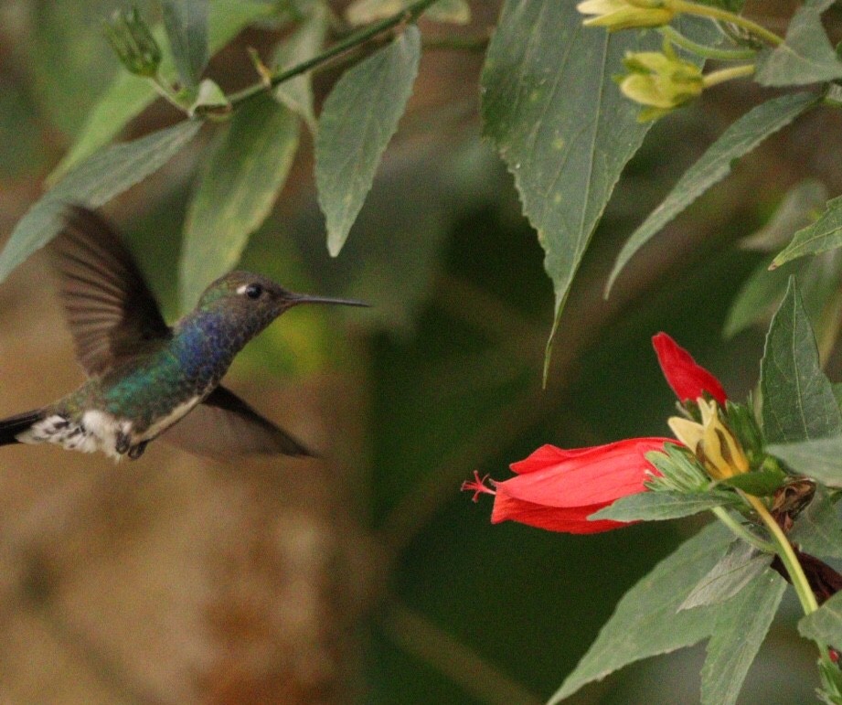 Sapphire-spangled Emerald - Rubélio Souza