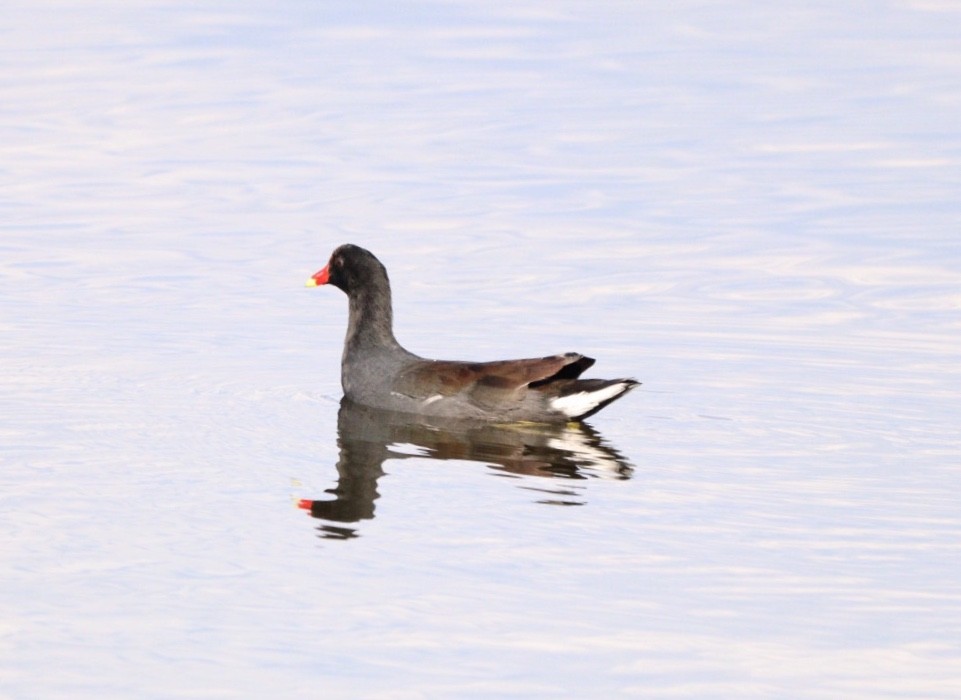 Common Gallinule - Rubélio Souza