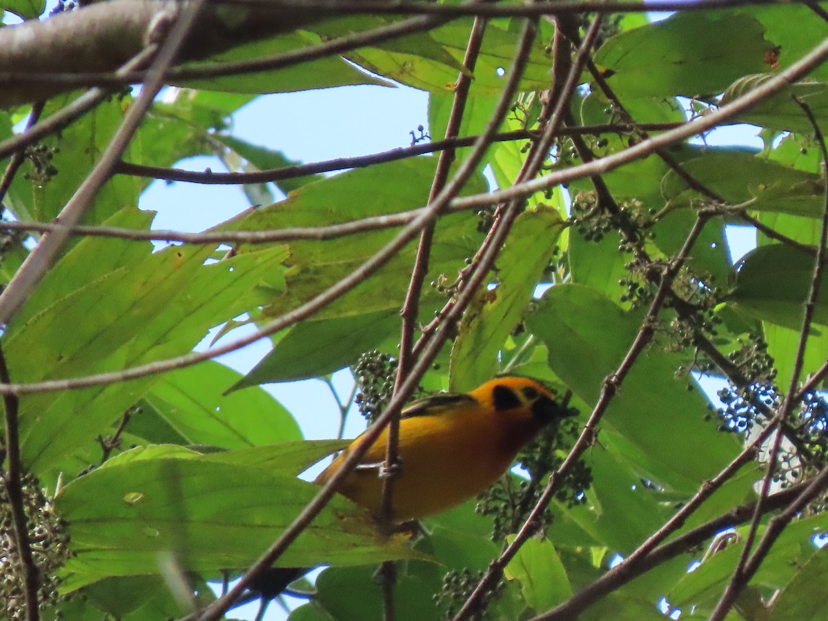 Golden Tanager - Nino Arteaga Koo