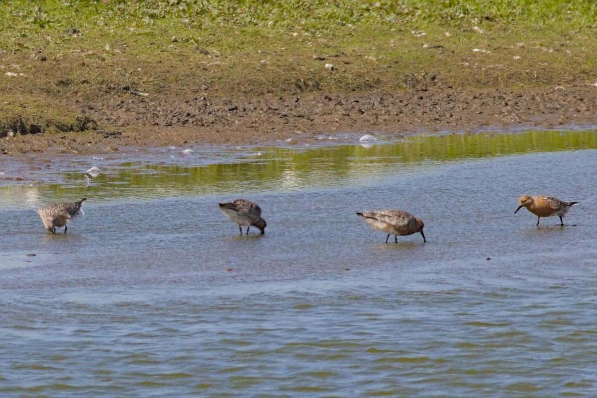 Red Knot - Philip Steinhoff