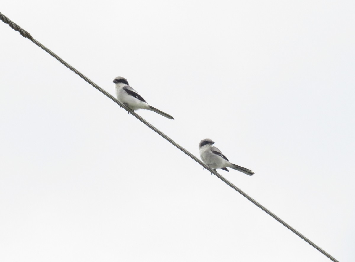 Loggerhead Shrike - Eric Cormier