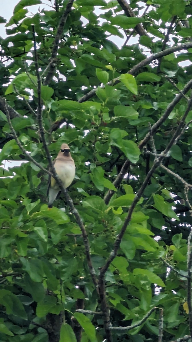 Cedar Waxwing - NICHOLAS HULL