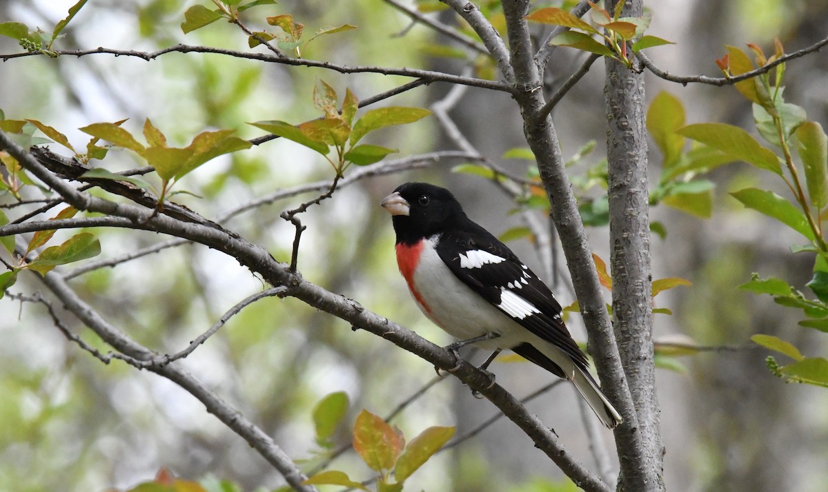 Rose-breasted Grosbeak - John Doll