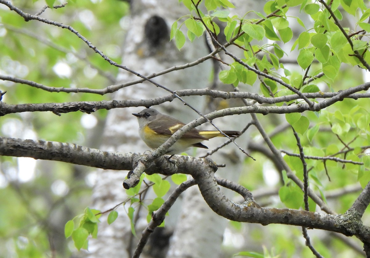 American Redstart - Zoey Magner