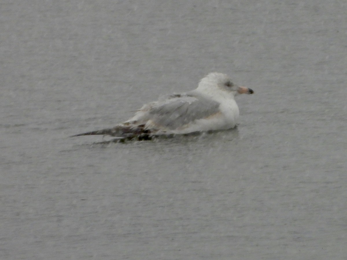 Ring-billed Gull - Katie Conlin