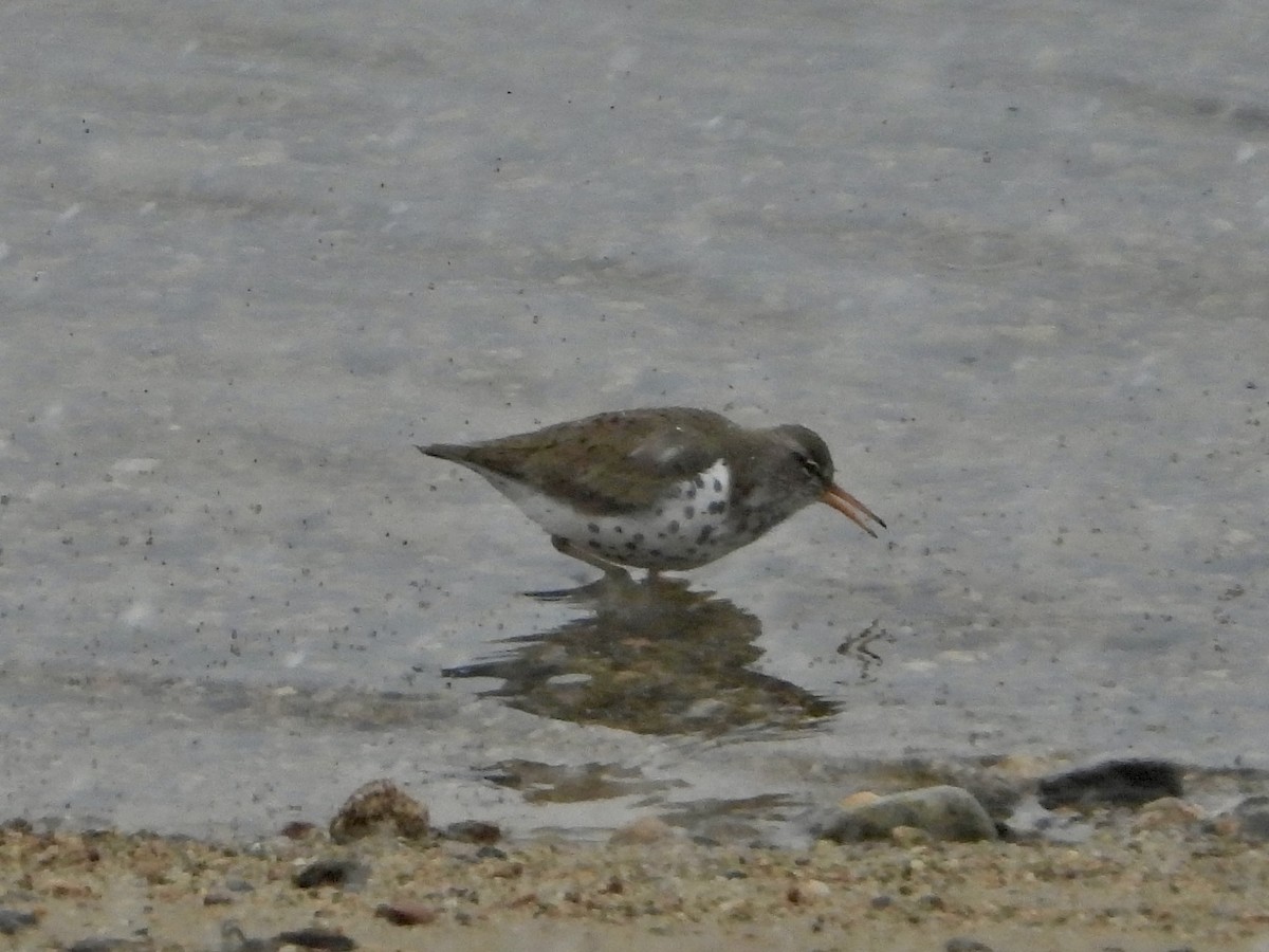 Spotted Sandpiper - ML619541900