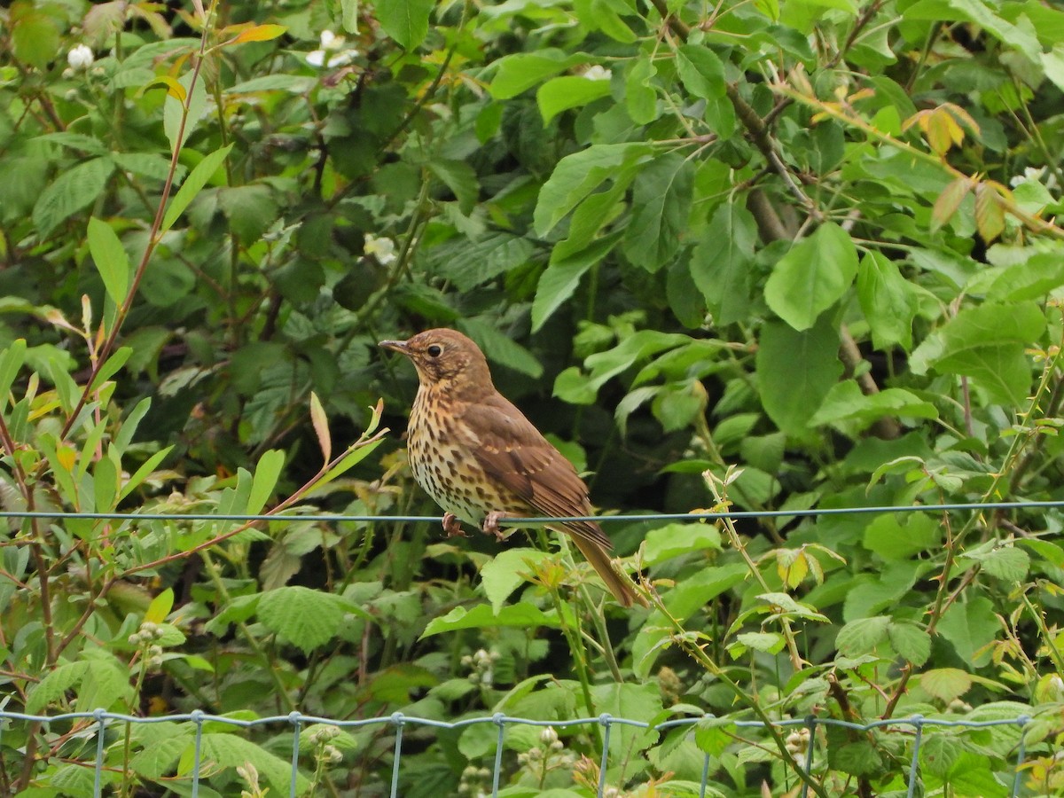 Song Thrush - Haydee Huwel