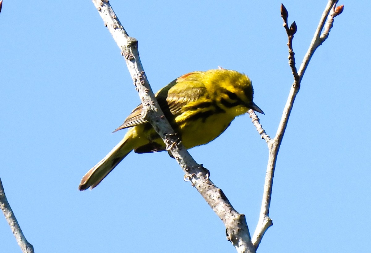 Prairie Warbler - Cheryl Ring