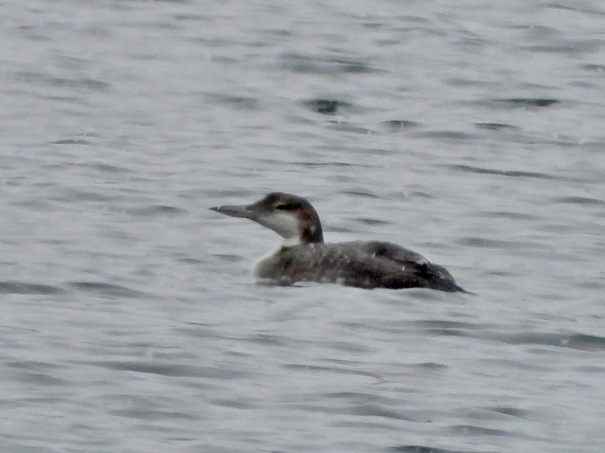 Common Loon - Katie Conlin