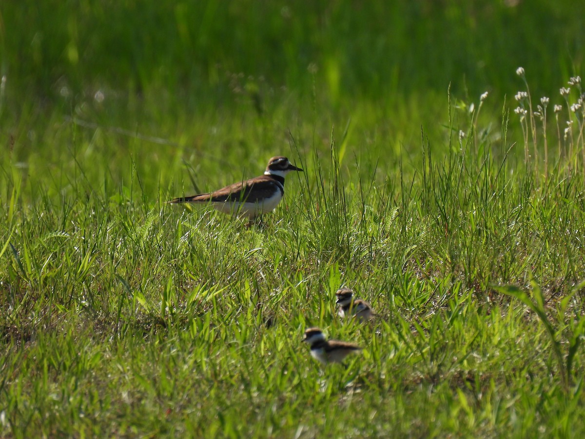 Killdeer - Cheryl Ring