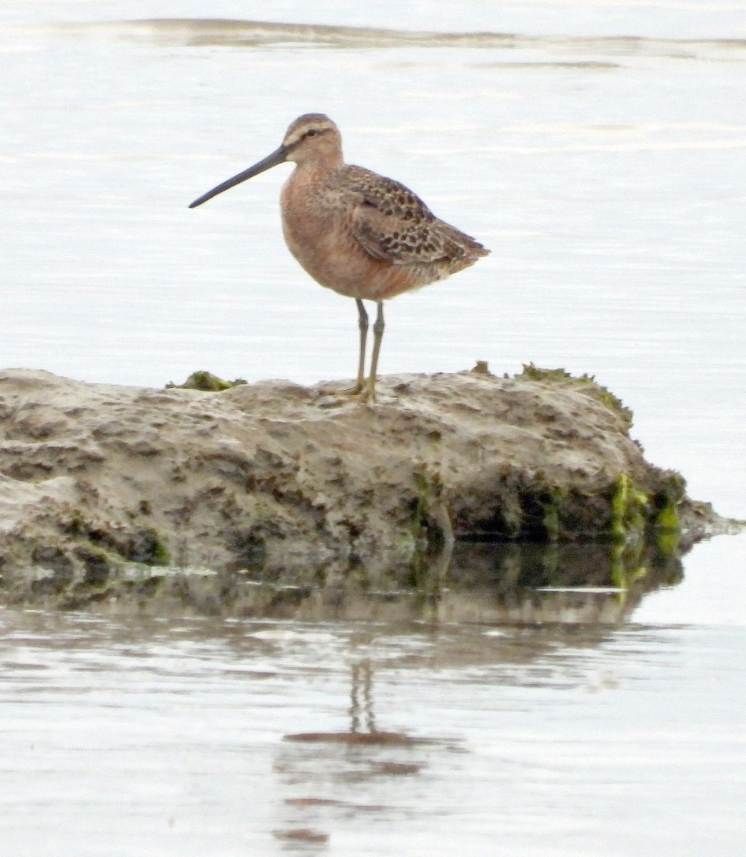 Long-billed Dowitcher - Jock McCracken