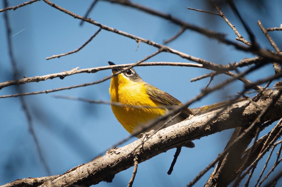 Yellow-breasted Chat - Crystal Leslie