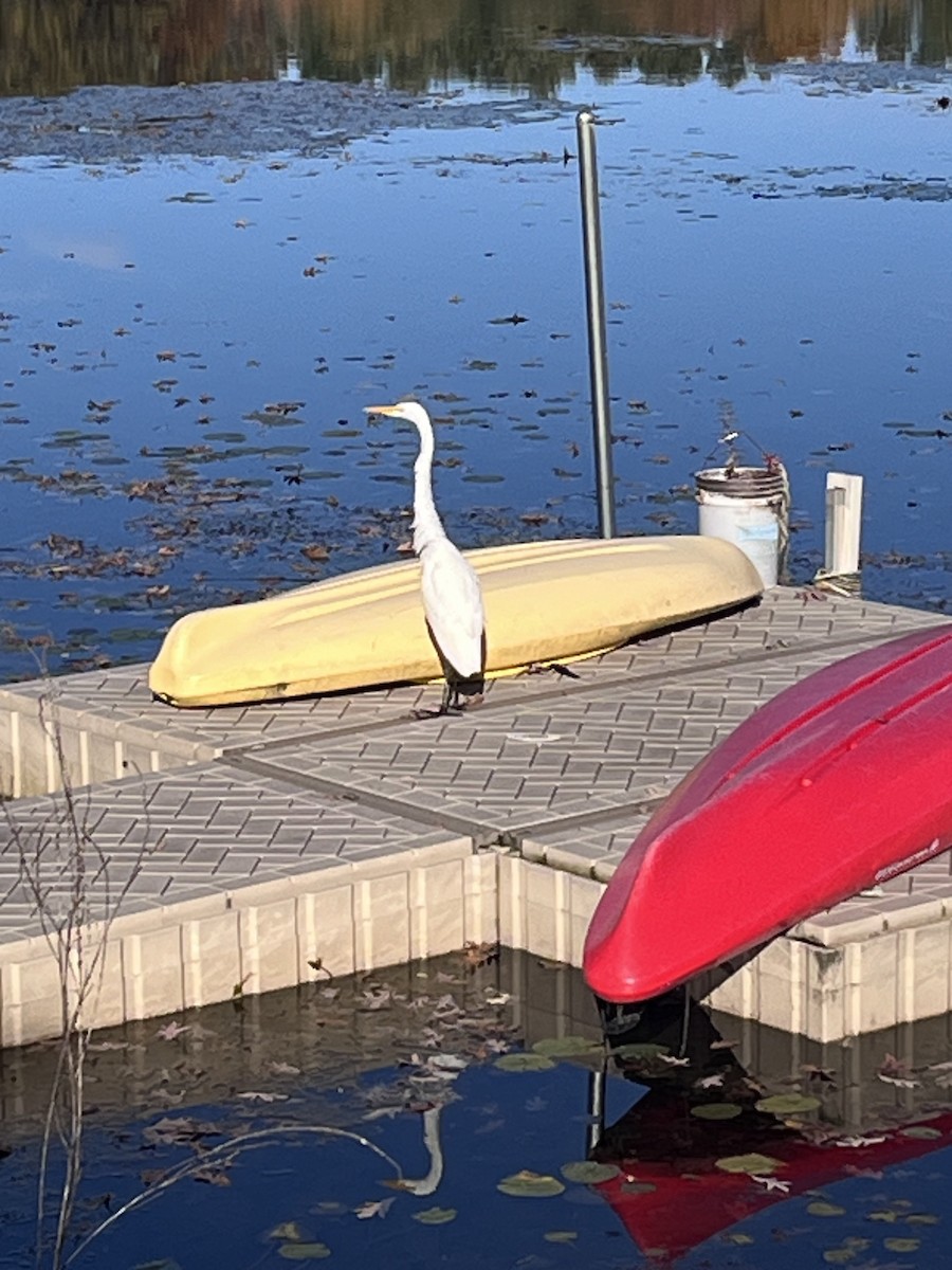 white egret sp. - ML619541924