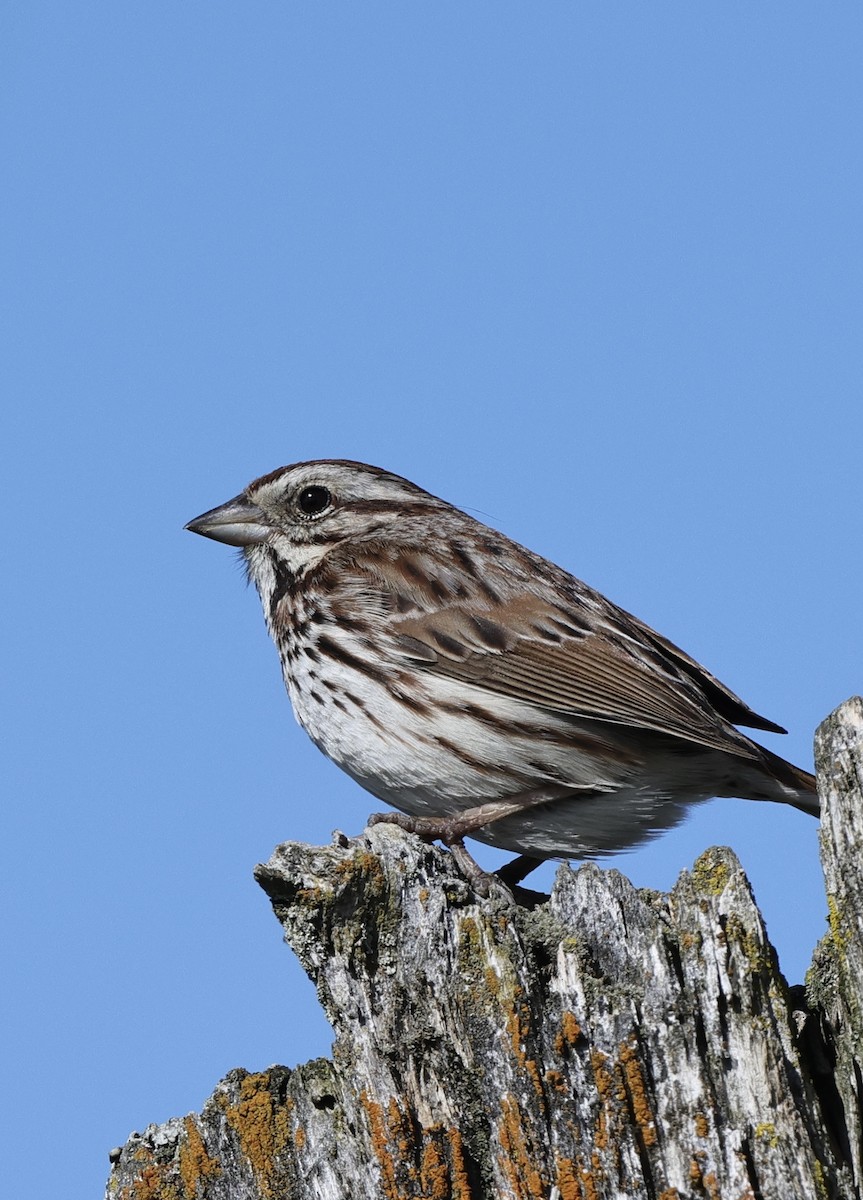 Savannah Sparrow - Michael Arthurs