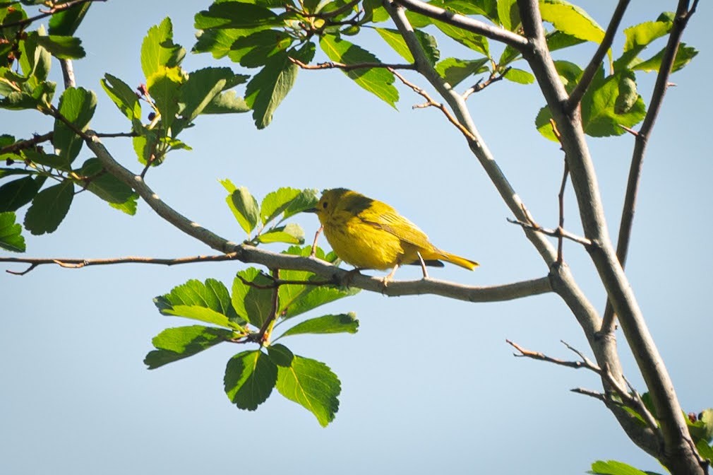 Yellow Warbler - Crystal Leslie