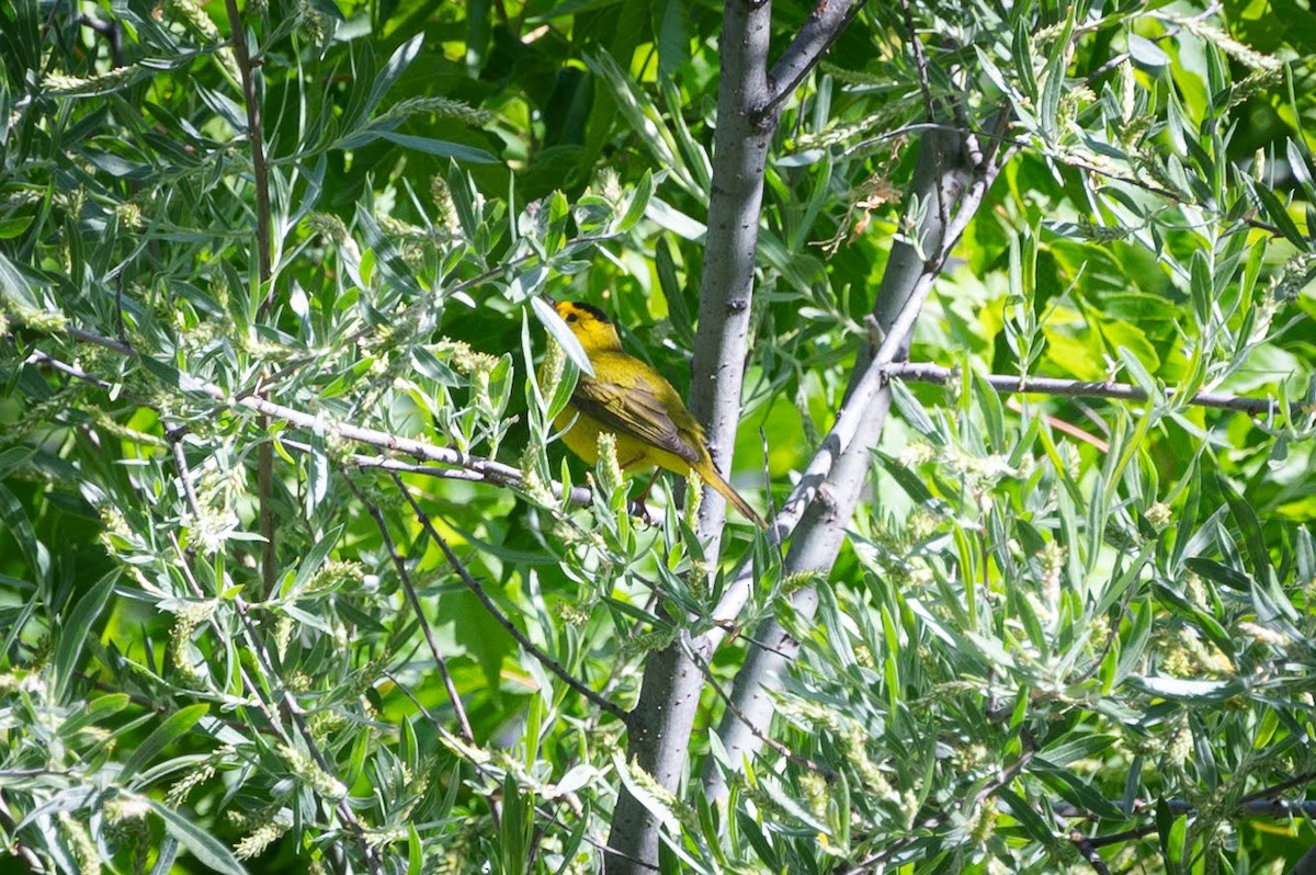 Wilson's Warbler - Crystal Leslie