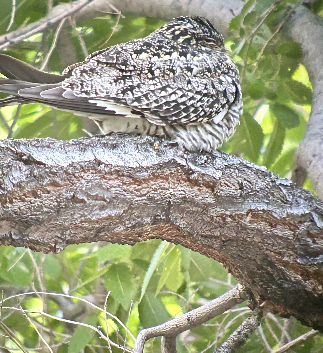 Common Nighthawk - Bruce LaBar