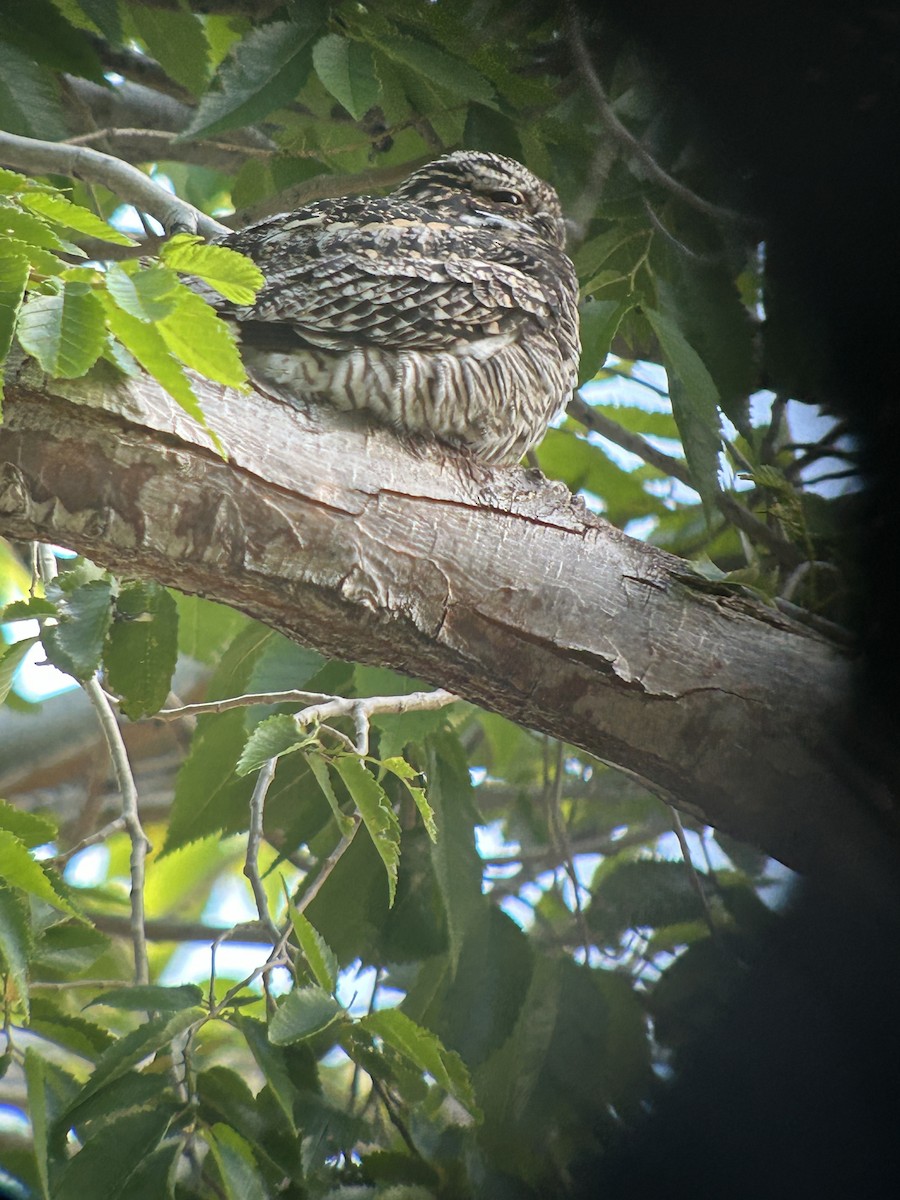 Common Nighthawk - Bruce LaBar