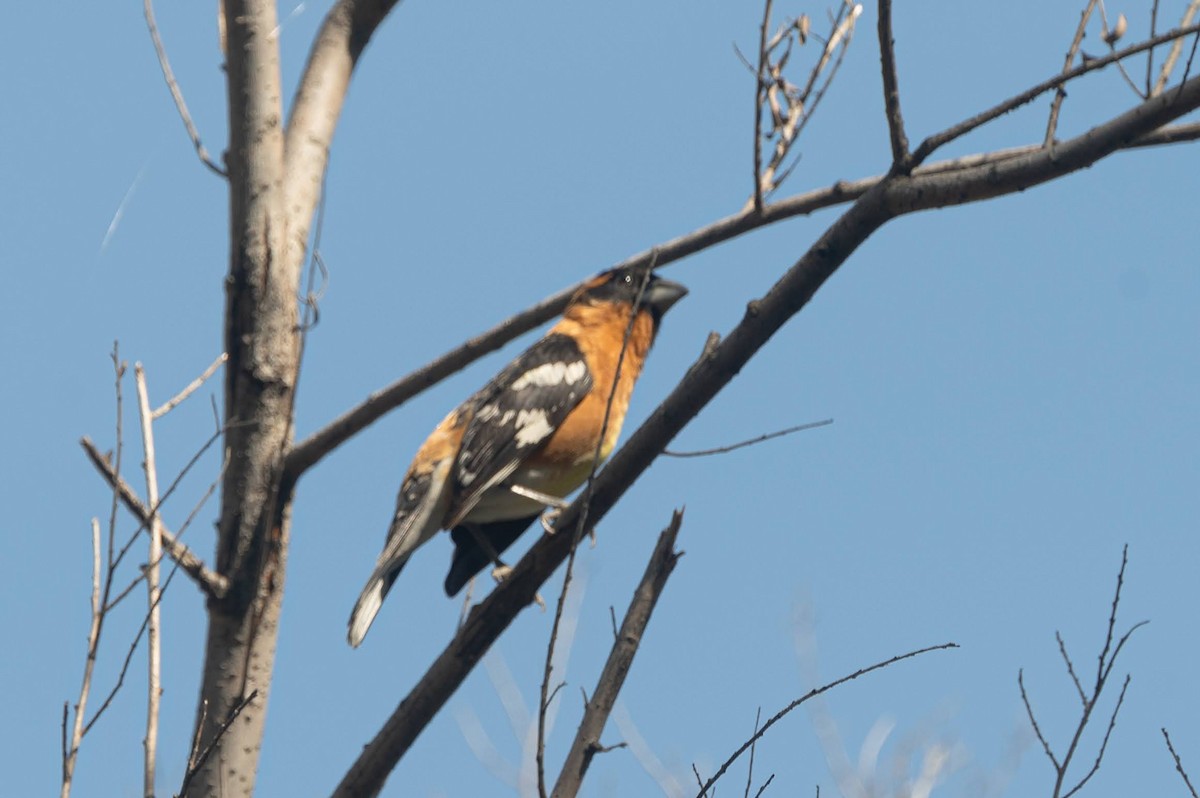 Black-headed Grosbeak - Crystal Leslie