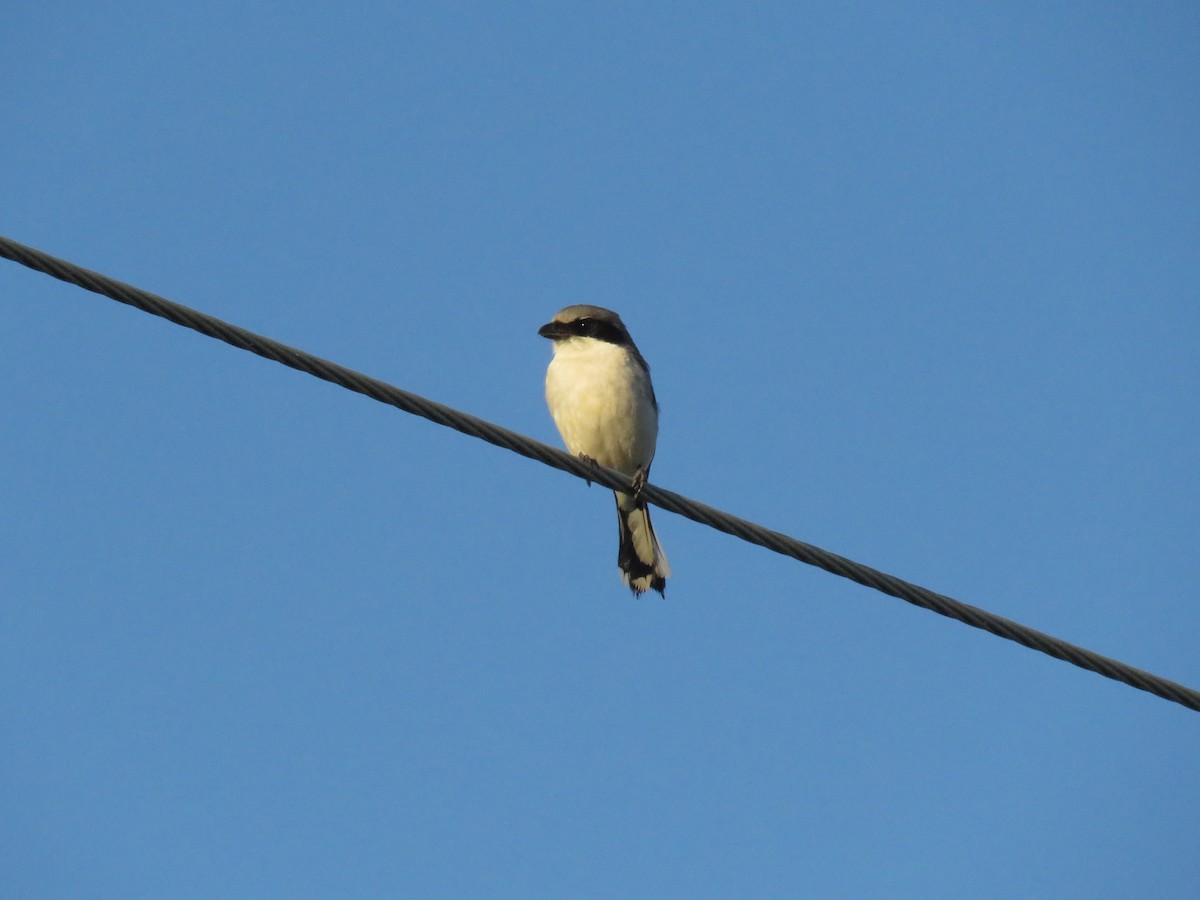 Loggerhead Shrike - Eric Cormier