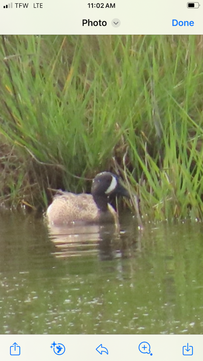 Blue-winged Teal - Peggy Eubank